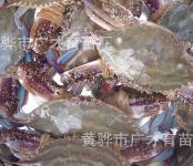 沧州鲜活水产品市场指南 信息、价格与批发渠道探析