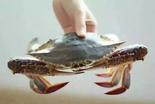 梭子蟹开渔季的定价谜题 为何杭州菜场价低过舟山？