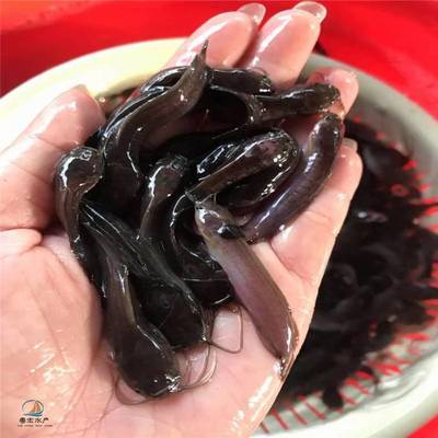 粤宏水产 信誉铸就品质，全国批发优质埃及塘鲺鱼苗