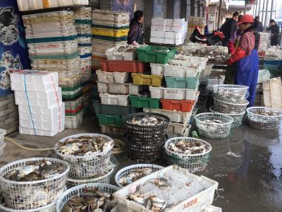 探访吕四港水产品交易市场 海鲜批发的繁华与生机