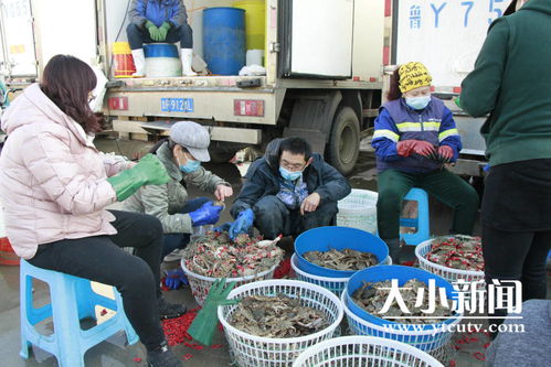 初冬的烟台海鲜大量上市,价格今年最低,市民口福来了